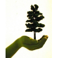 Hand mit Baum